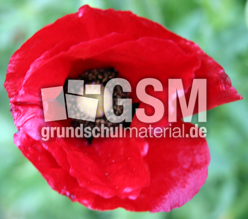 Klatschmohn-3.jpg